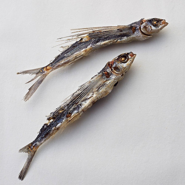 久右衛門前湯汁 天然飛魚高湯粉 15包