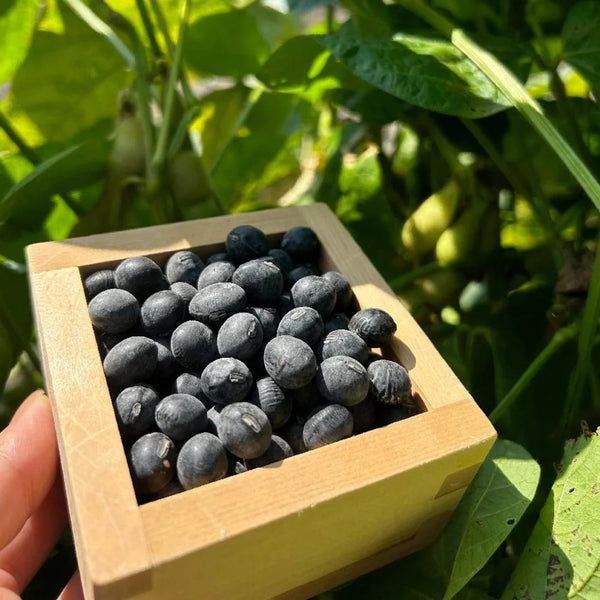 水草園丹波黑豆茶不含咖啡因黑豆茶 20 茶袋