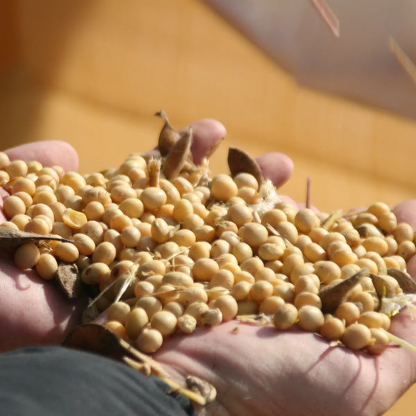 足立釀造 陳曲米味噌 天然發酵味噌醬 500g