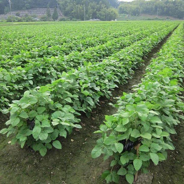 足立釀造黑豆醬油 1 年陳釀丹波黑大豆醬油 300ml