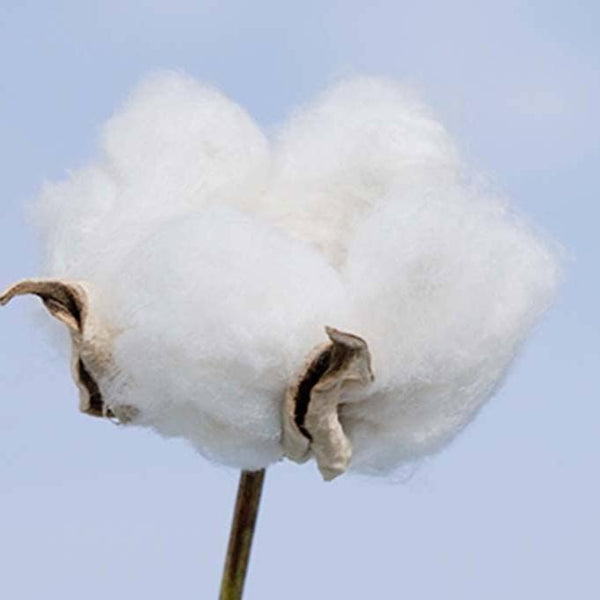 Cotton Labo 有機棉護翼衛生棉 16 片