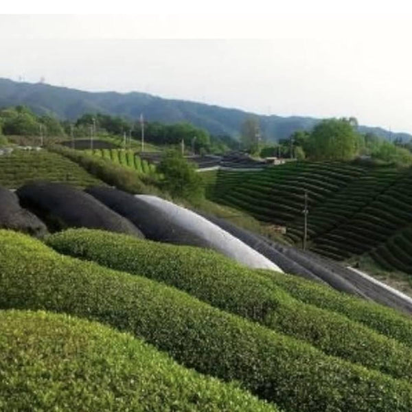 播磨園 有機京都抹茶粉鐵罐裝 20 克