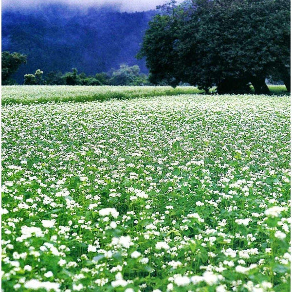 Kajino Juwari 蕎麥麵無麩質日本蕎麥麵條 200 克