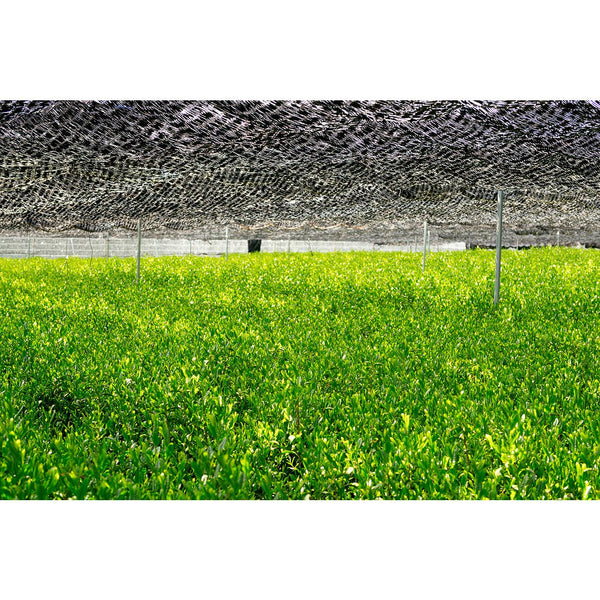 馬古右衛門 山城 特級宇治抹茶 手工採摘石磨 40g