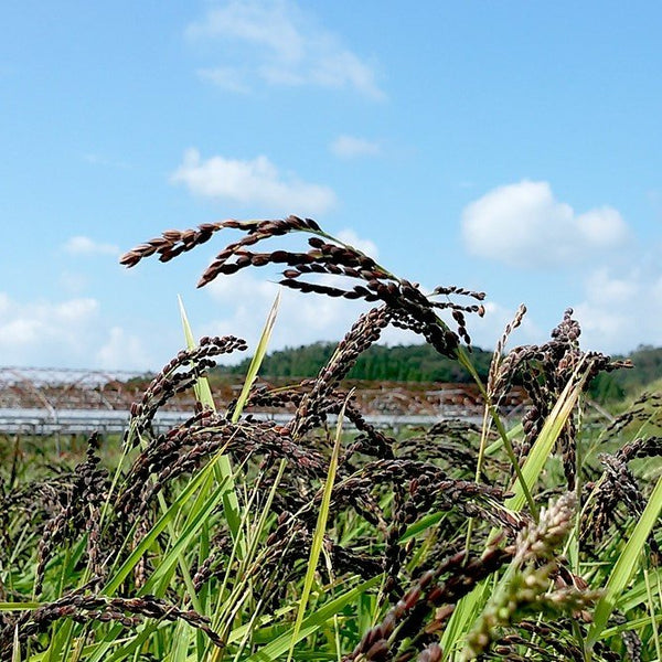 有機黑麥黑米 日本紫米 300g