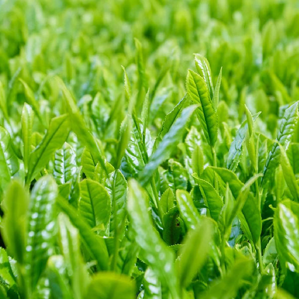 有機宇治京都綠茶禮盒套裝（3種優質品種）
