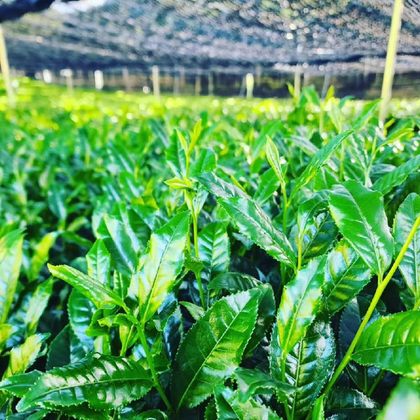 有機宇治京都綠茶禮盒套裝（3種優質品種）
