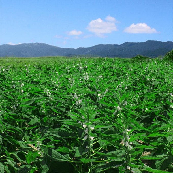 Manten 九州烤日本黑芝麻 30g