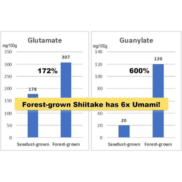Sugimoto 多用途有機日本香菇粉 40 克