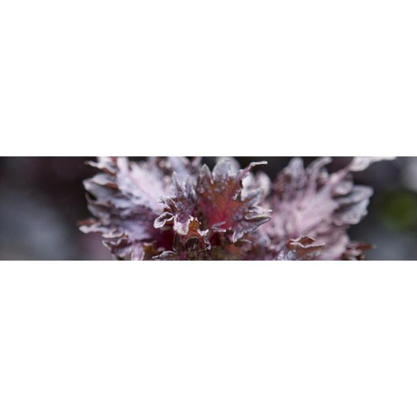 八幡屋磯五郎七味戶辛調味料 罐裝 14g