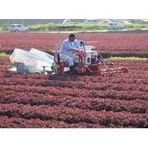 三島由香里 紫蘇香松 米飯調味料 200g