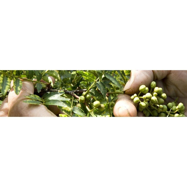 八幡屋磯五郎七味戶辛調味料 罐裝 14g