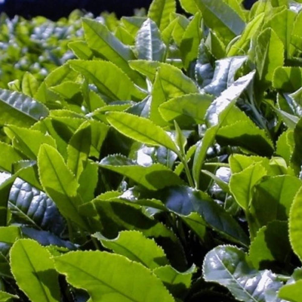 宇治京都綠茶禮品套裝煎茶和深蒸茶鐵罐裝 160g